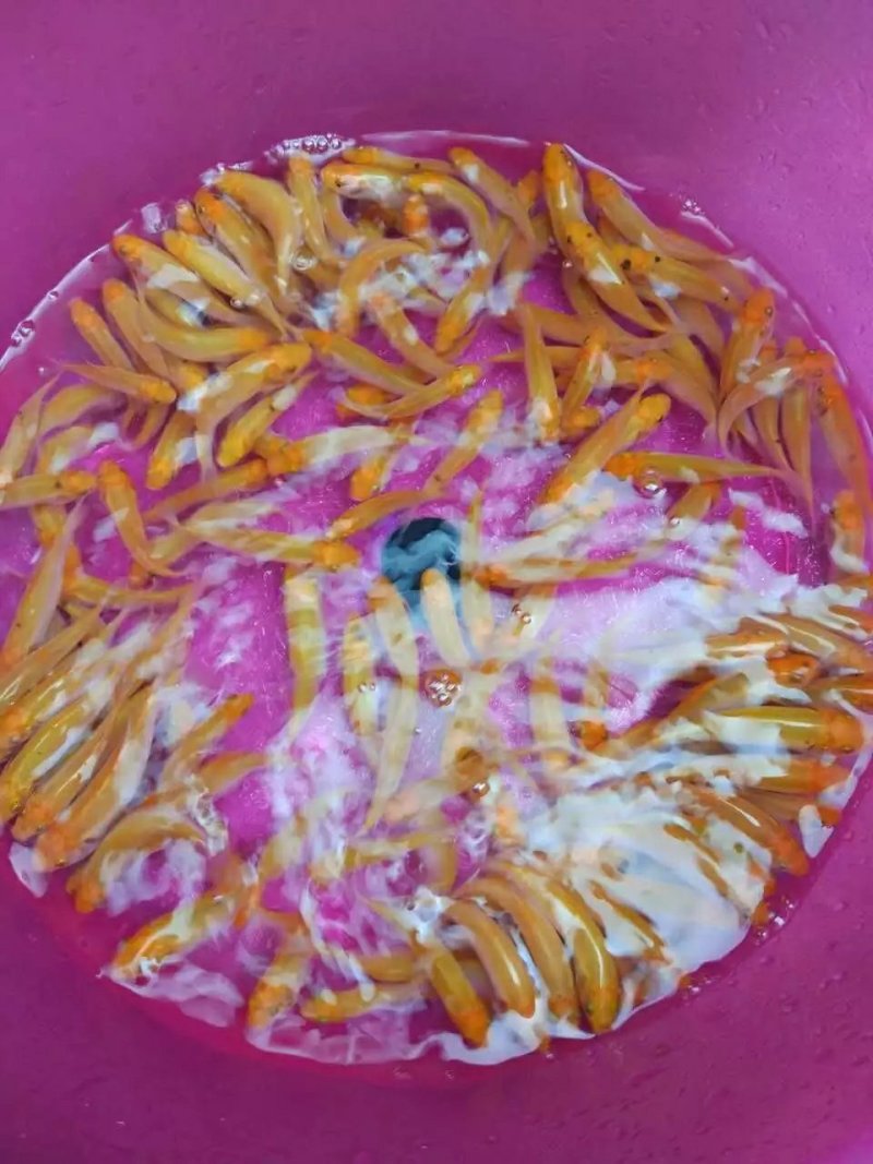 黄金草鱼苗批发，金丝鲩鱼苗，俄罗斯金草鱼，基地直供技术