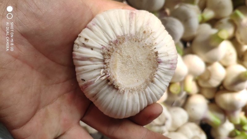 扒皮蒜大量上市，基地直供货源质优价廉，专业代办，长期合作