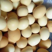 新鲜土鸡蛋，纯玉米喂养