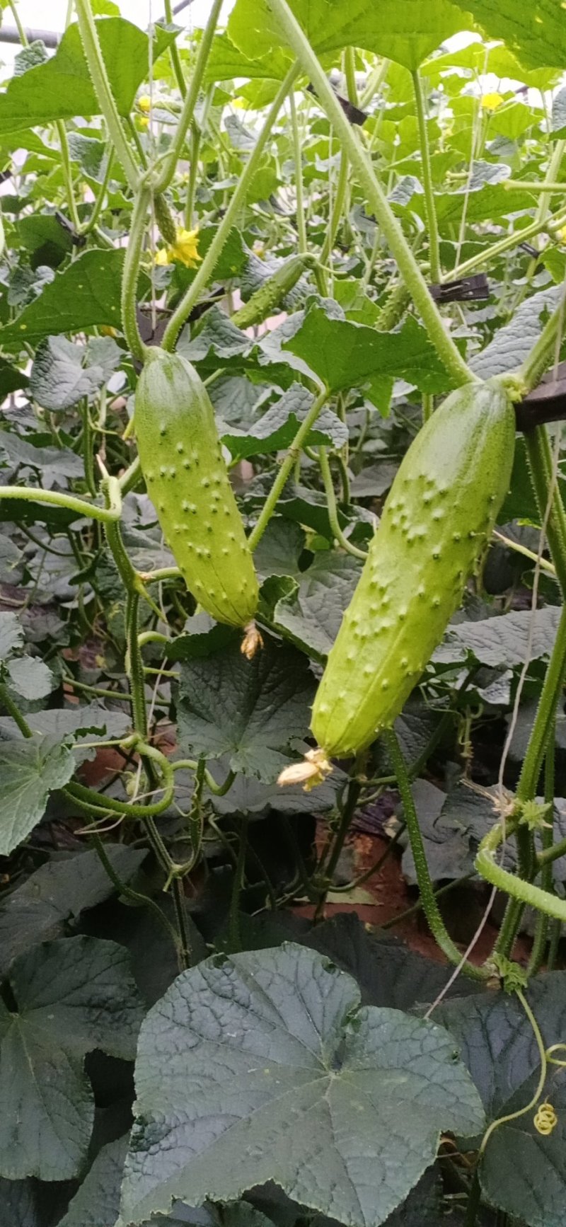 旱黄瓜，顶花带刺，绿色食品