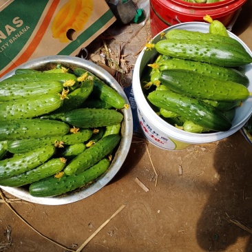 旱黄瓜，顶花带刺，绿色食品