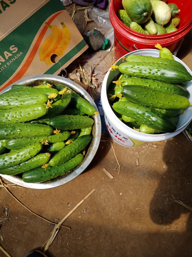 旱黄瓜，顶花带刺，绿色食品