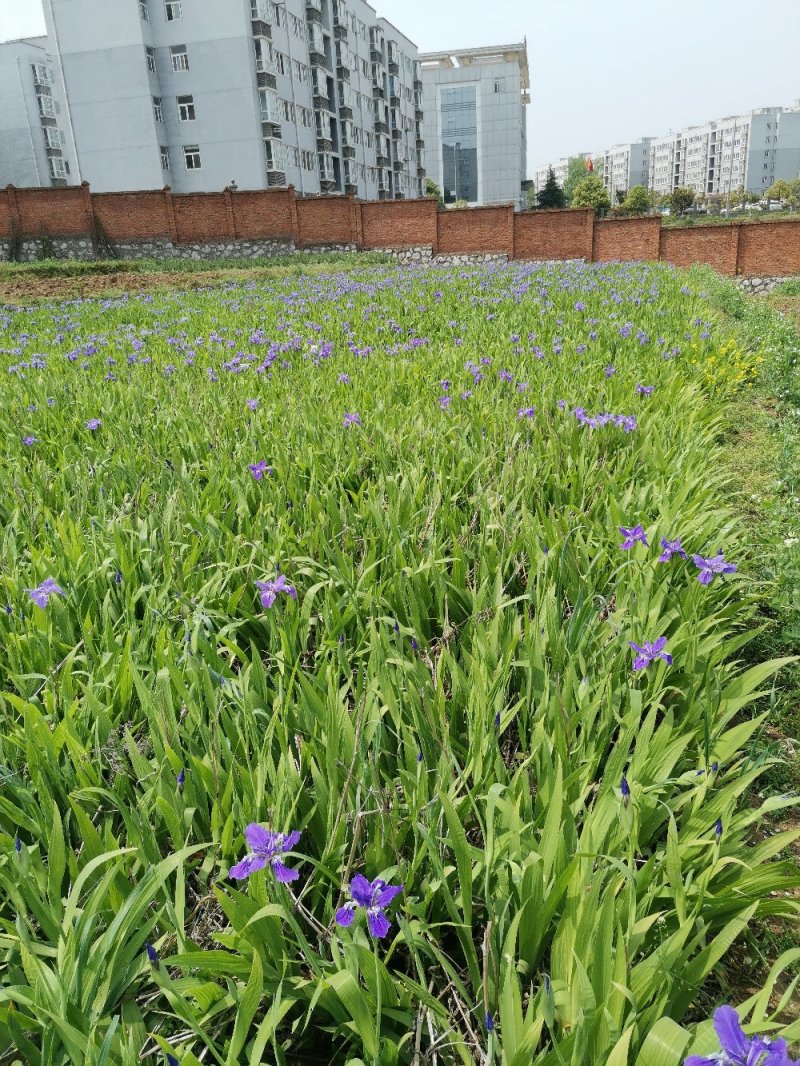 兰花鸢尾、现挖现卖、可视频看货。欢迎选购。