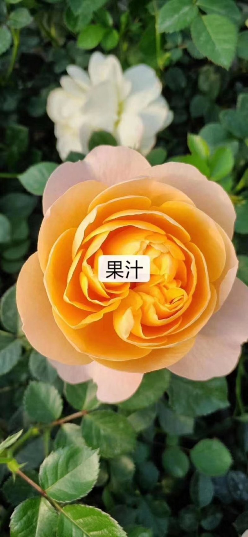 各种月季苗需要的赶快下单