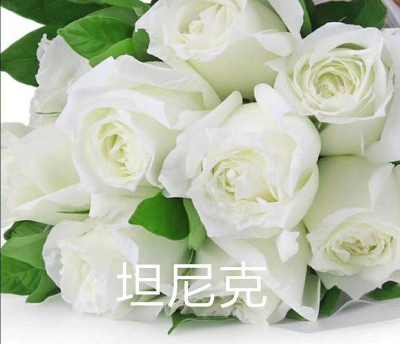 各种月季苗需要的赶快下单