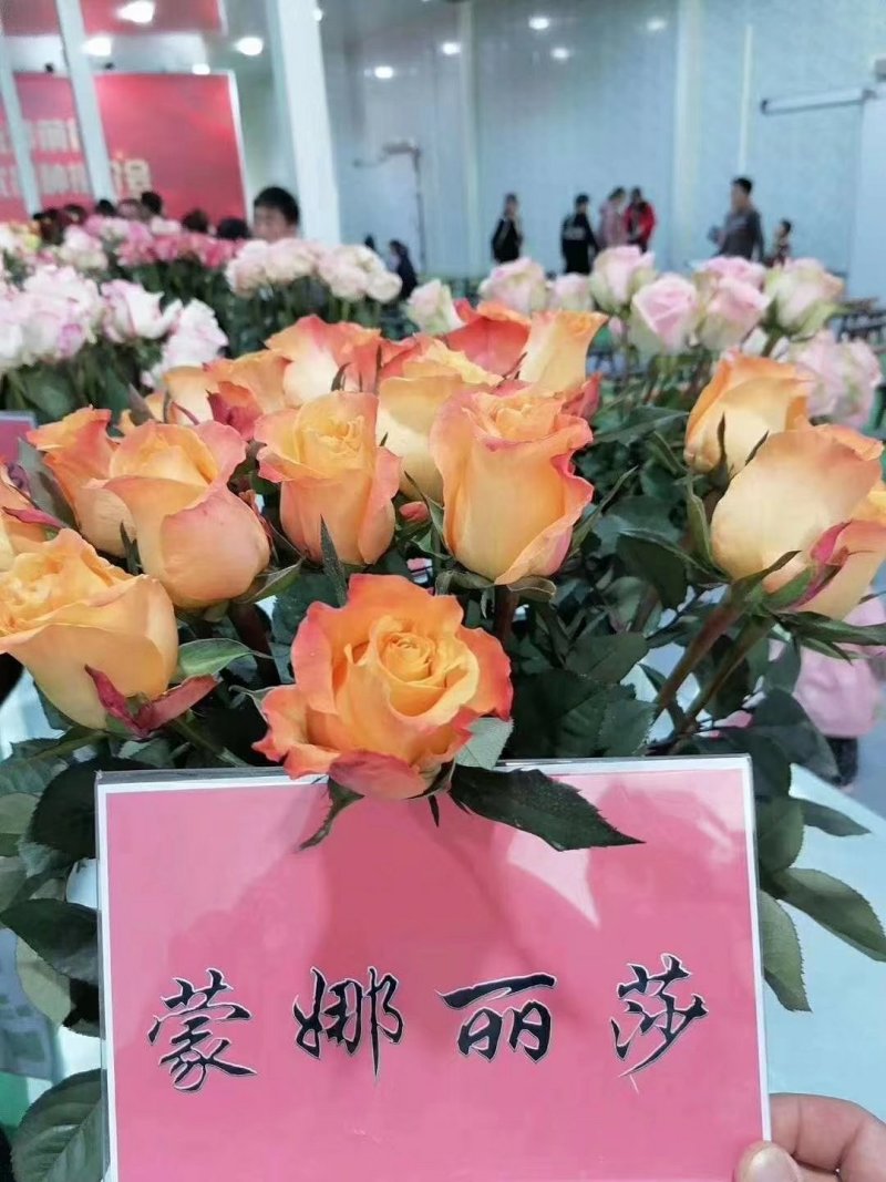 各种月季苗需要的赶快下单