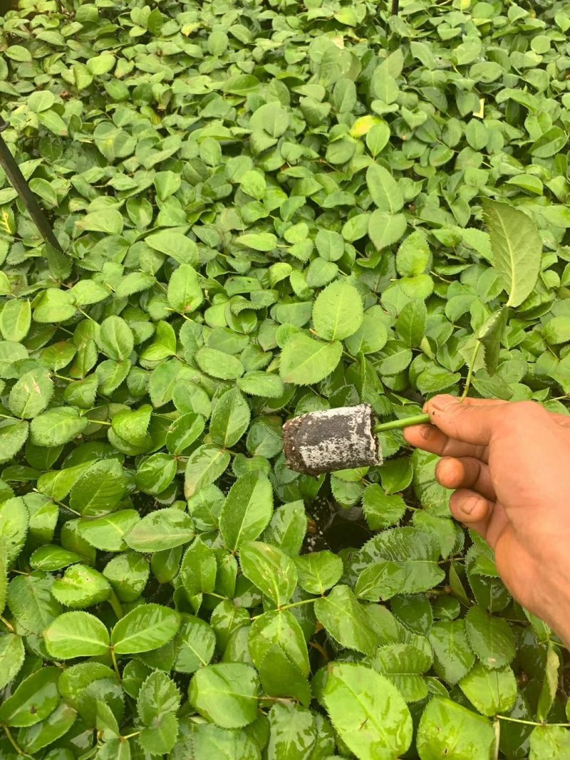 各种月季苗需要的赶快下单