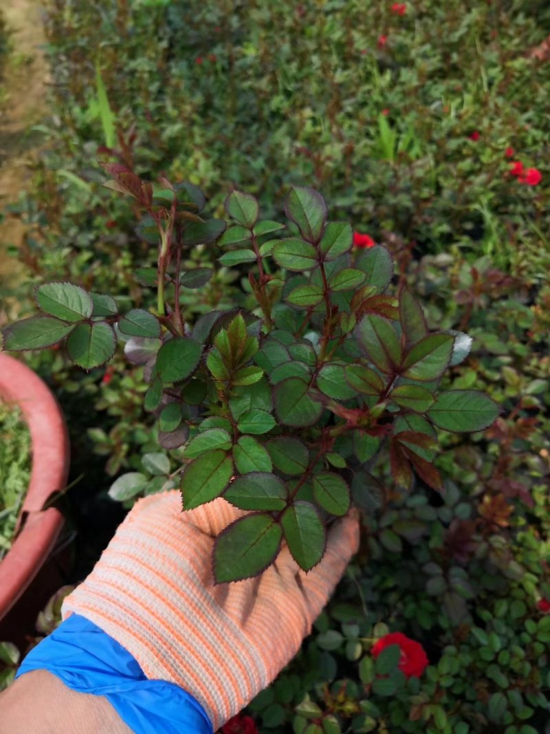 大量供应微型月季基地直销