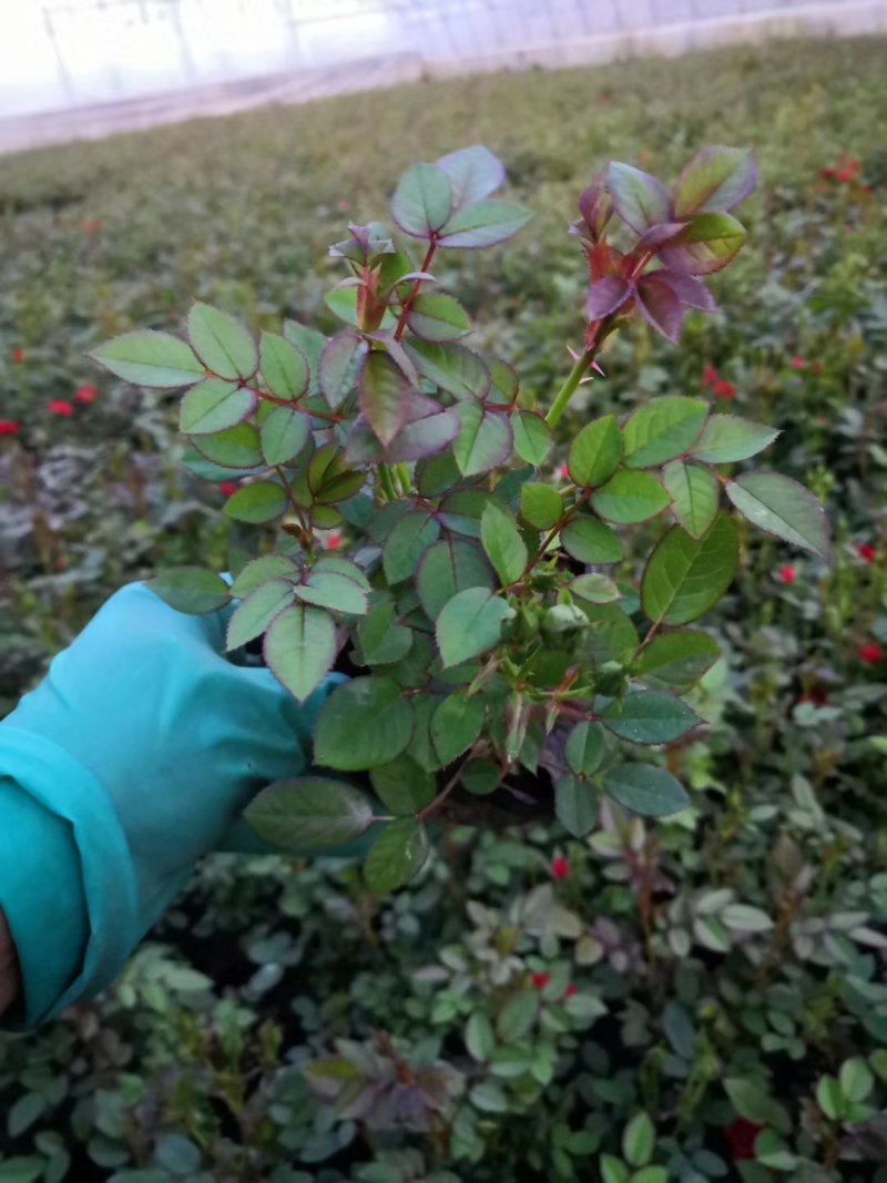 大量供应微型月季基地直销