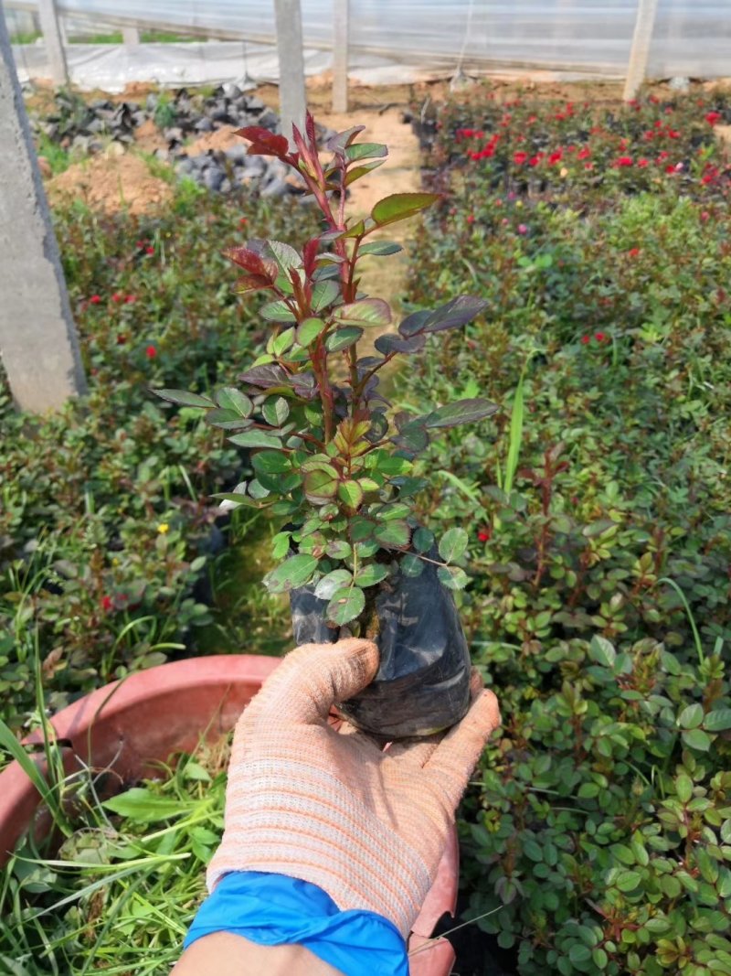 大量供应微型月季基地直销