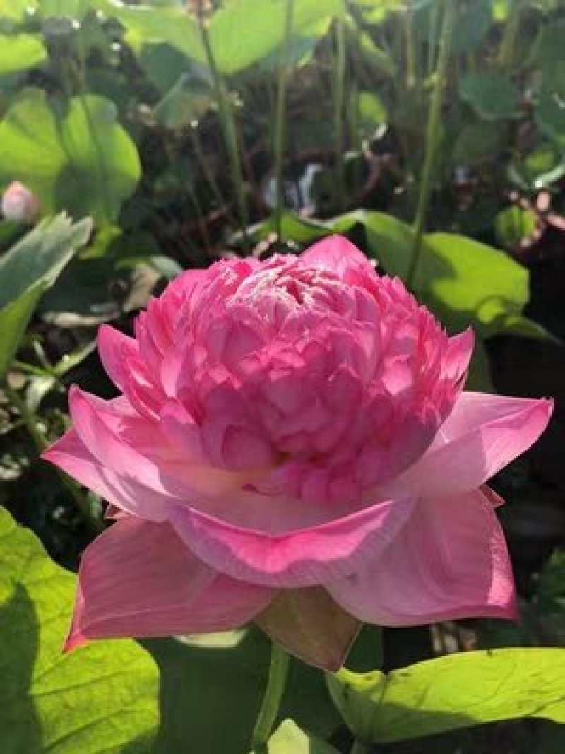 水培花卉荷花池塘中大型荷花种藕莲藕种苗荷花种根