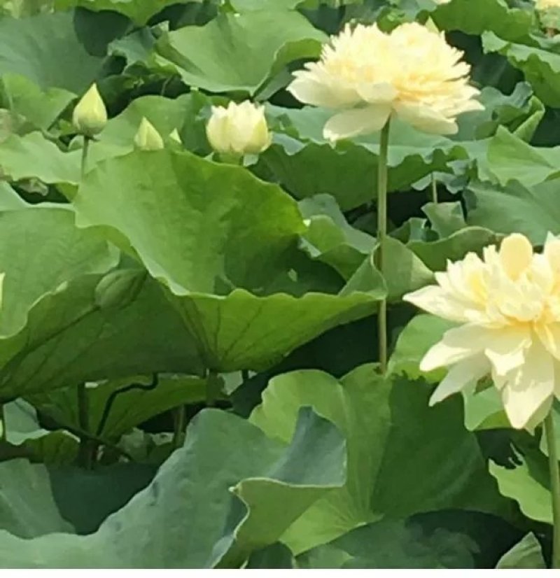 水培花卉荷花池塘中大型荷花种藕莲藕种苗荷花种根