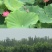 水培花卉荷花池塘中大型荷花种藕莲藕种苗荷花种根