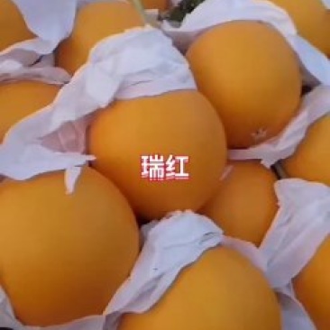 博洋，绿宝，花蕾，胶蜜，东方蜜，流星等多品种香瓜甜瓜