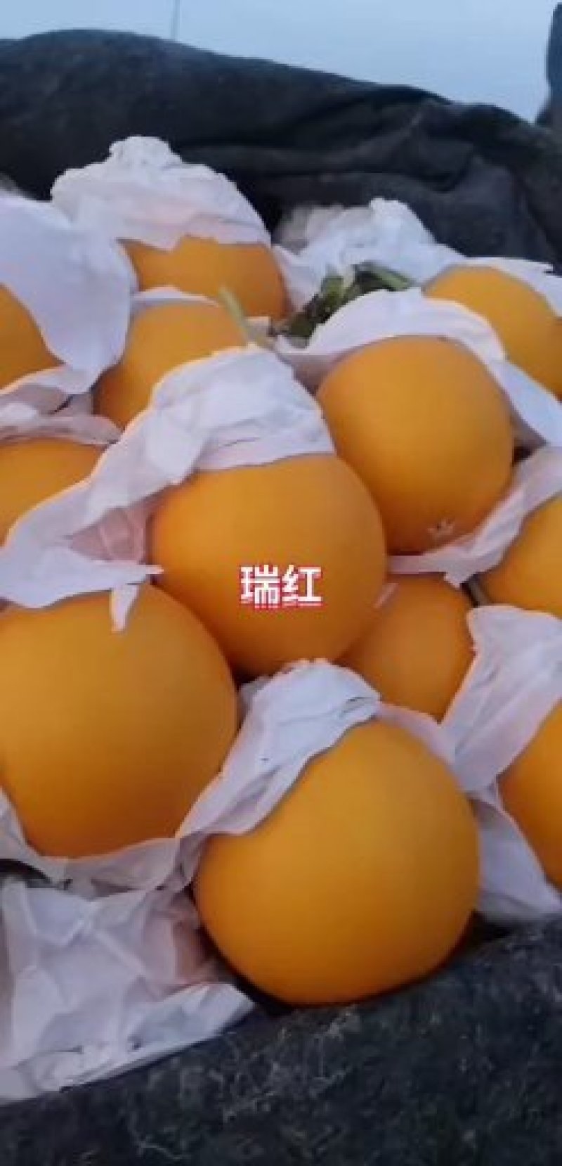 博洋，绿宝，花蕾，胶蜜，东方蜜，流星等多品种香瓜甜瓜