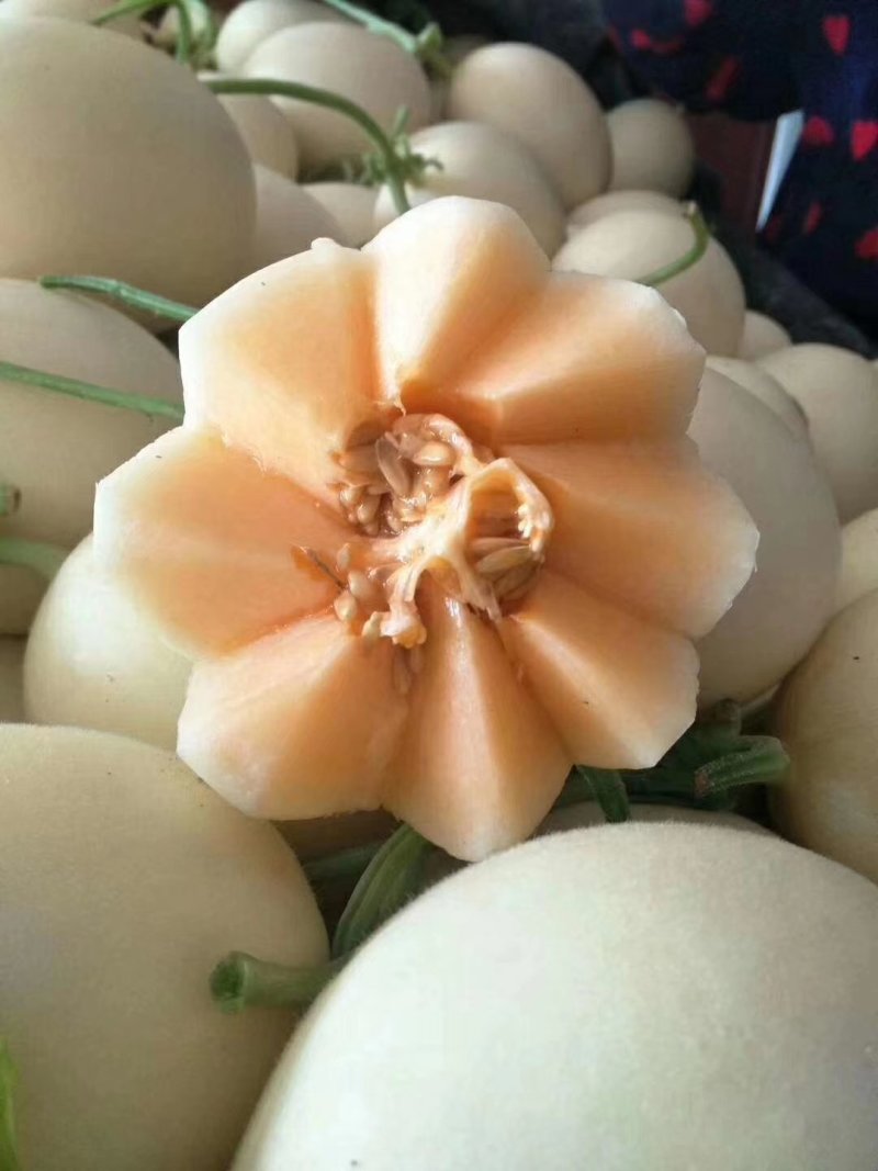博洋，绿宝，花蕾，胶蜜，东方蜜，流星等多品种香瓜甜瓜