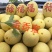 博洋，绿宝，花蕾，胶蜜，东方蜜，流星等多品种香瓜甜瓜