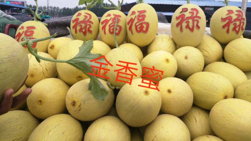 博洋，绿宝，花蕾，胶蜜，东方蜜，流星等多品种香瓜甜瓜