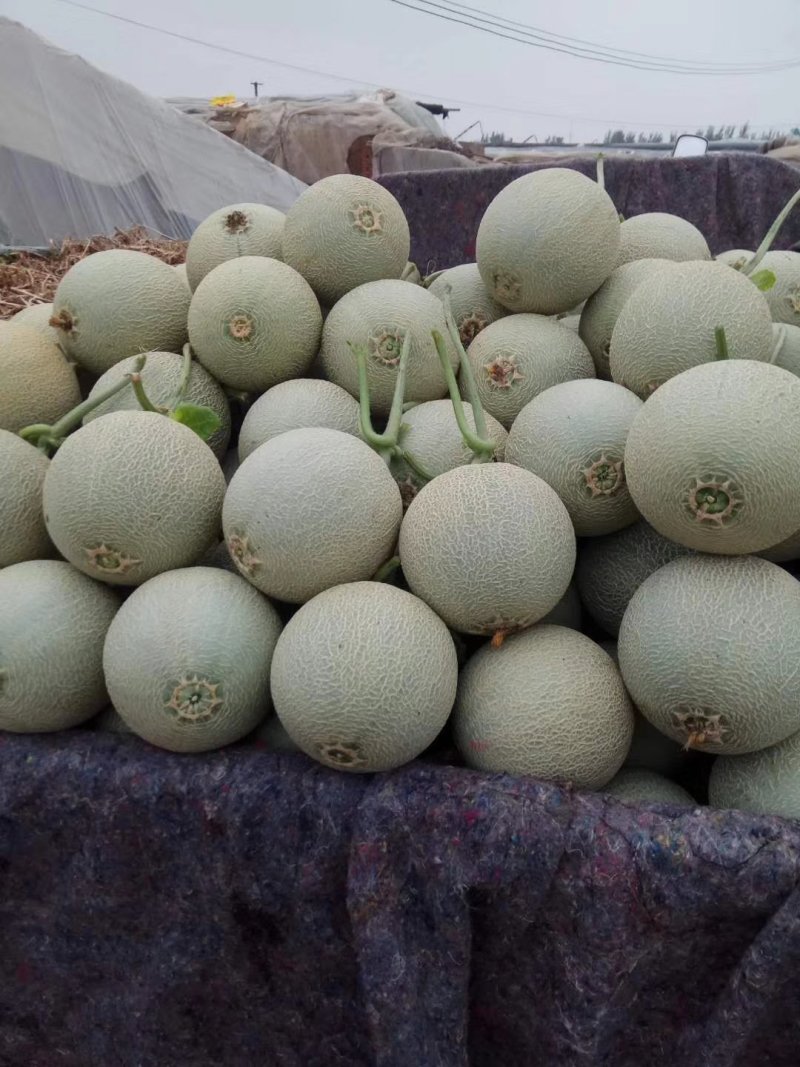 博洋，绿宝，花蕾，胶蜜，东方蜜，流星等多品种香瓜甜瓜