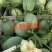 博洋，绿宝，花蕾，胶蜜，东方蜜，流星等多品种香瓜甜瓜