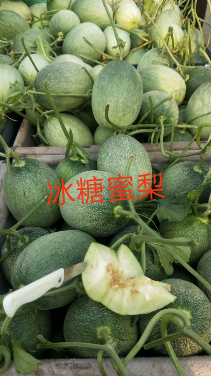 博洋，绿宝，花蕾，胶蜜，东方蜜，流星等多品种香瓜甜瓜