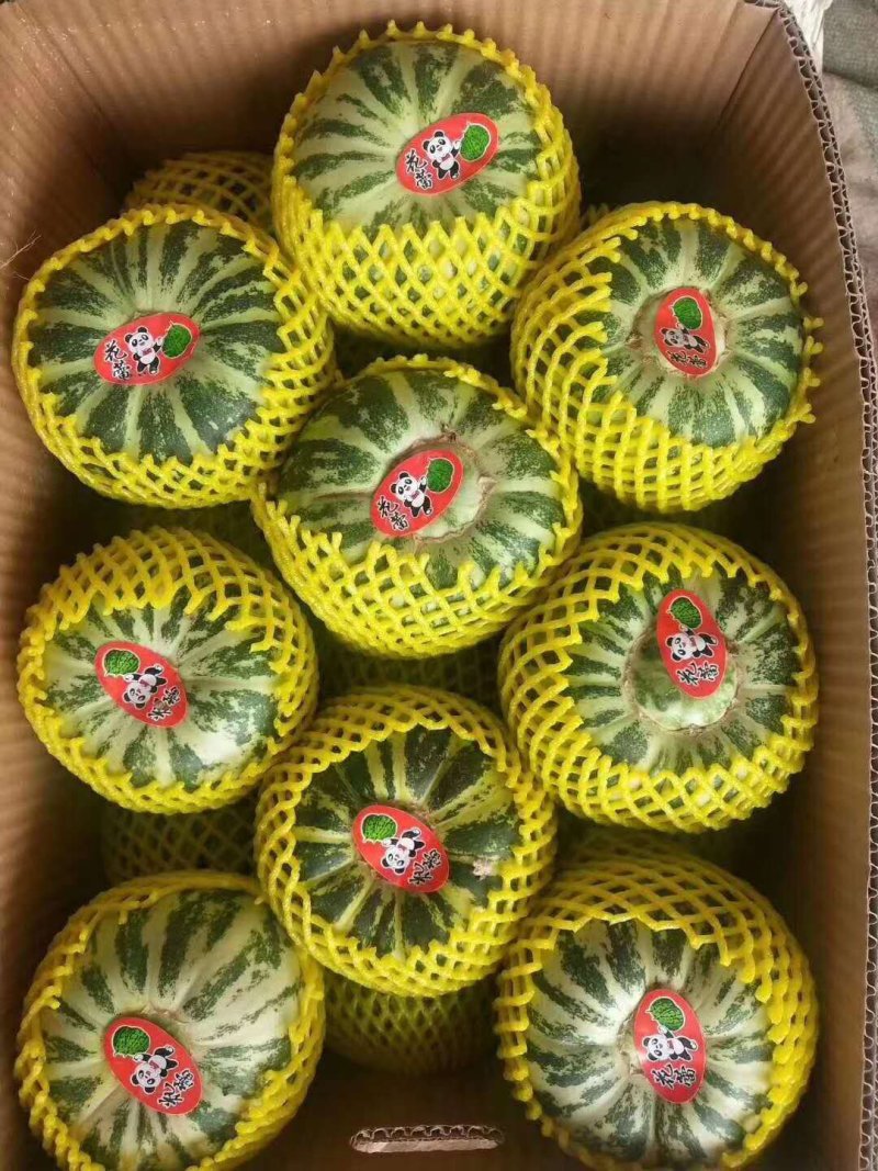 博洋，绿宝，花蕾，胶蜜，东方蜜，流星等多品种香瓜甜瓜