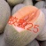 博洋，绿宝，花蕾，胶蜜，东方蜜，流星等多品种香瓜甜瓜