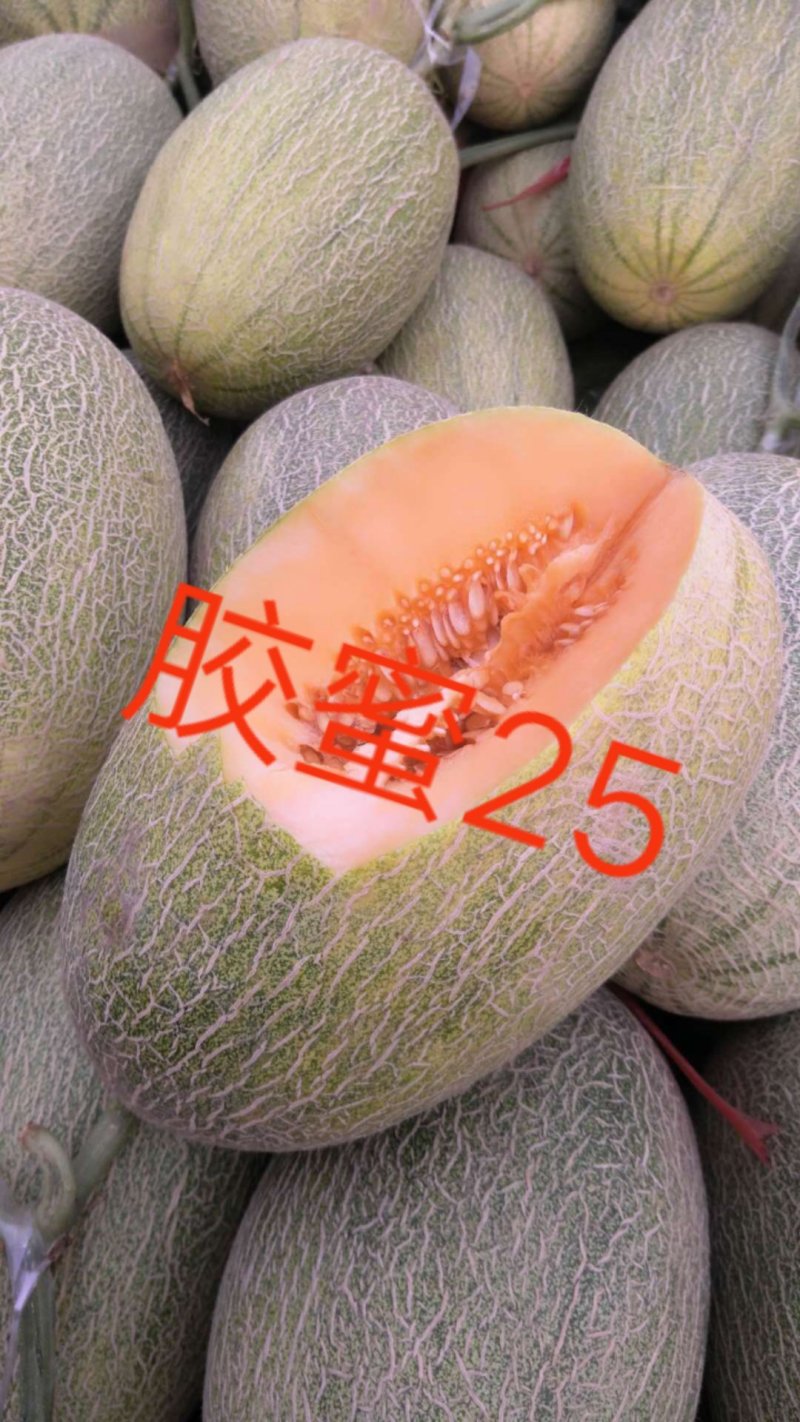 博洋，绿宝，花蕾，胶蜜，东方蜜，流星等多品种香瓜甜瓜