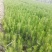 营养袋油松