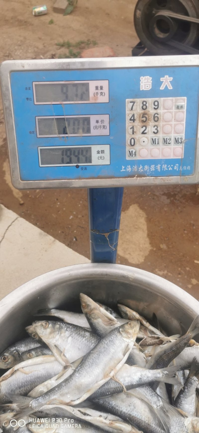 青鱼