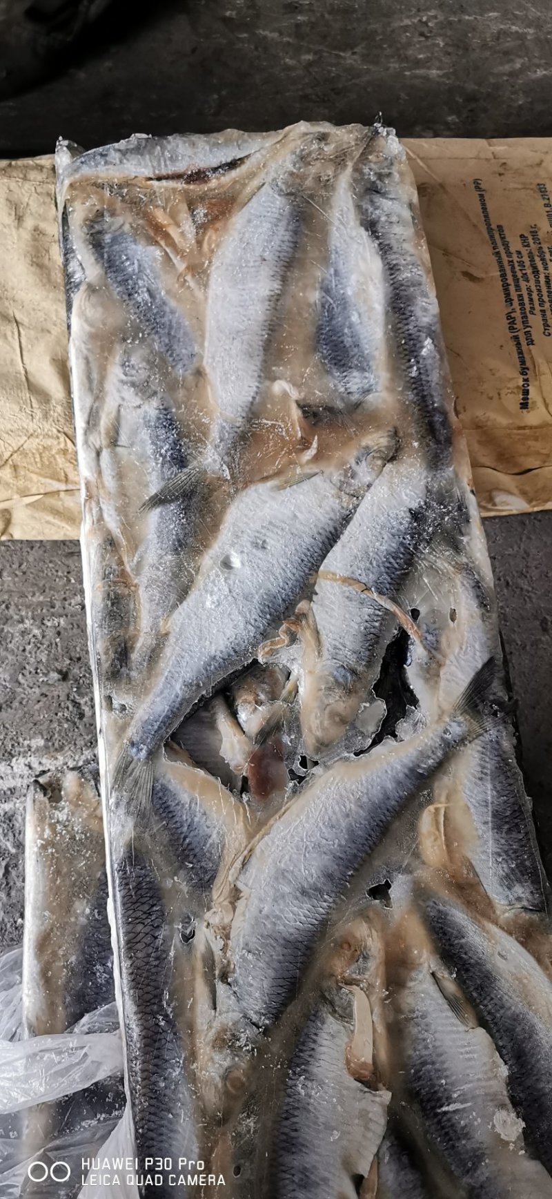 青鱼