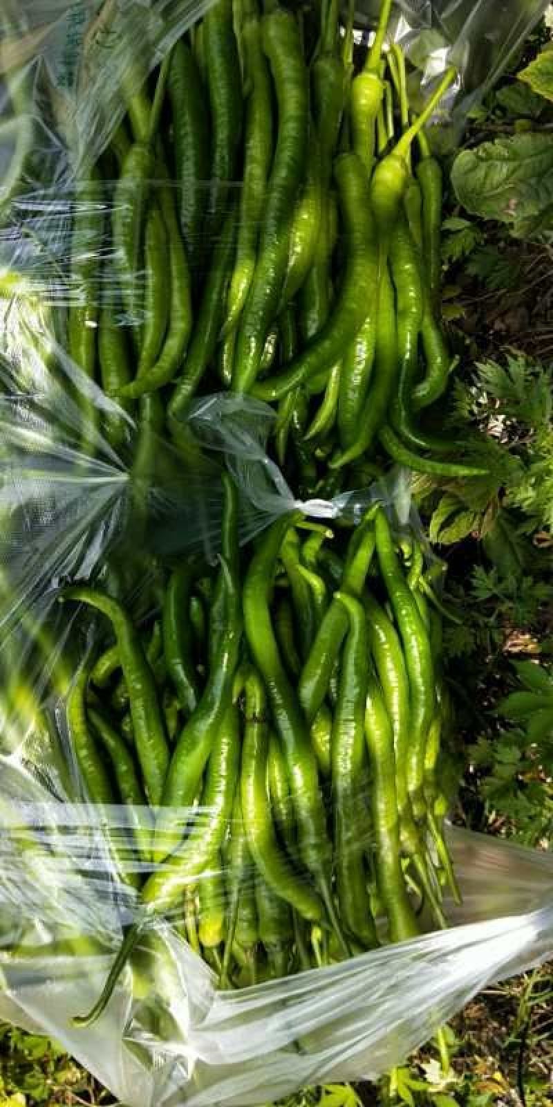 山东蔬菜，线椒，辣椒，基地直发，二荆条，整车供应