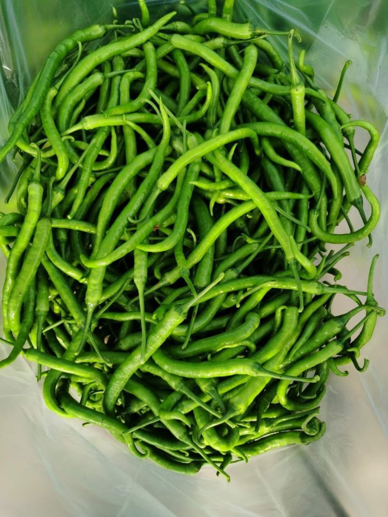山东蔬菜，线椒，辣椒，基地直发，二荆条，整车供应