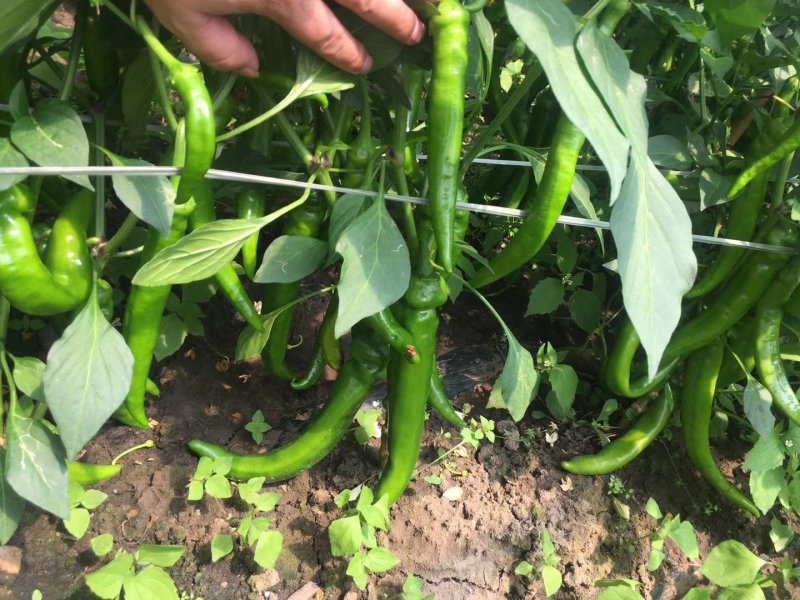 山东蔬菜，线椒，辣椒，基地直发，二荆条，整车供应