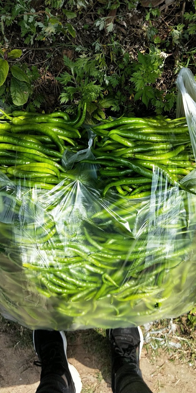 山东蔬菜，线椒，辣椒，基地直发，二荆条，整车供应