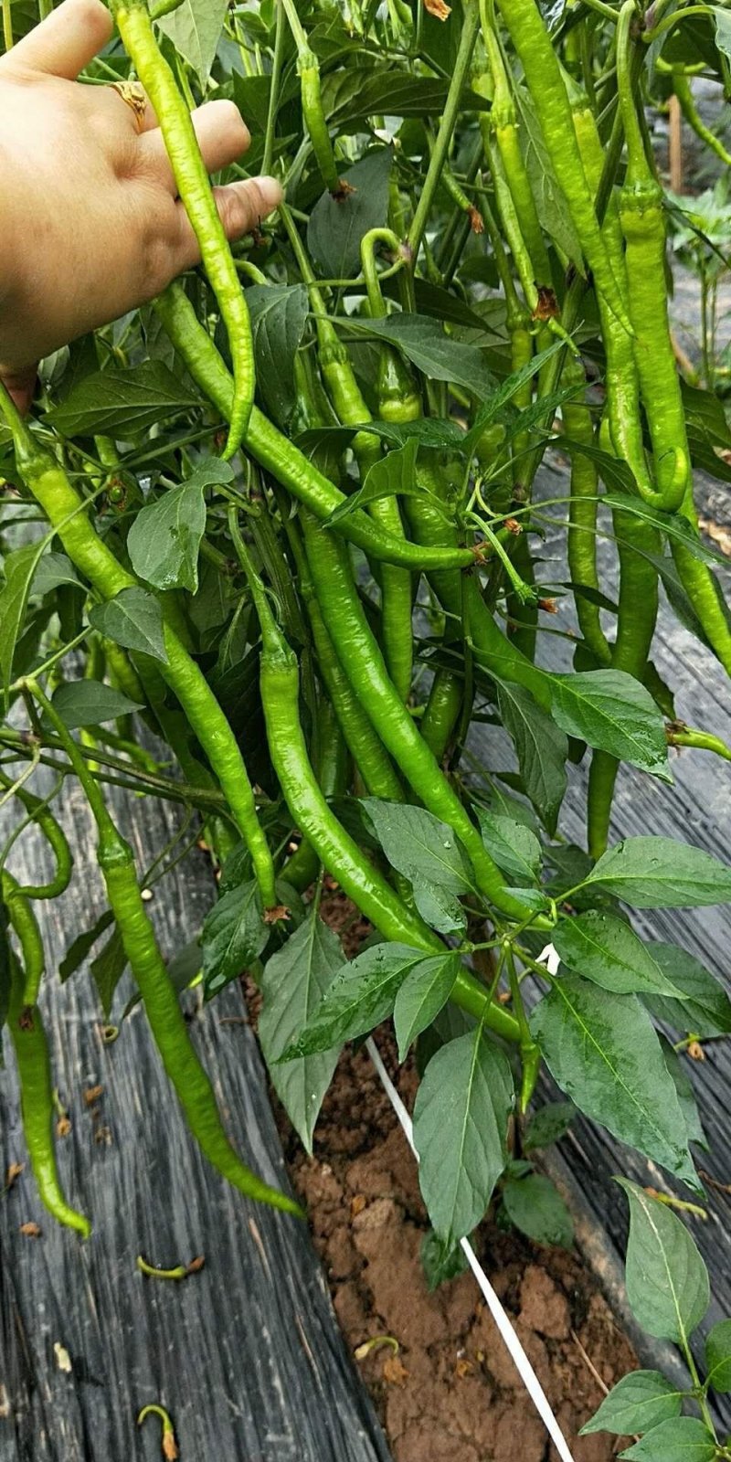山东蔬菜，线椒，辣椒，基地直发，二荆条，整车供应