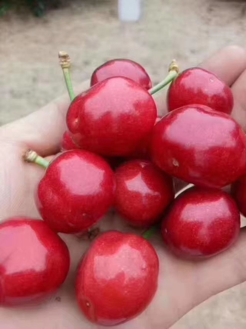 甘肃陇南大樱桃