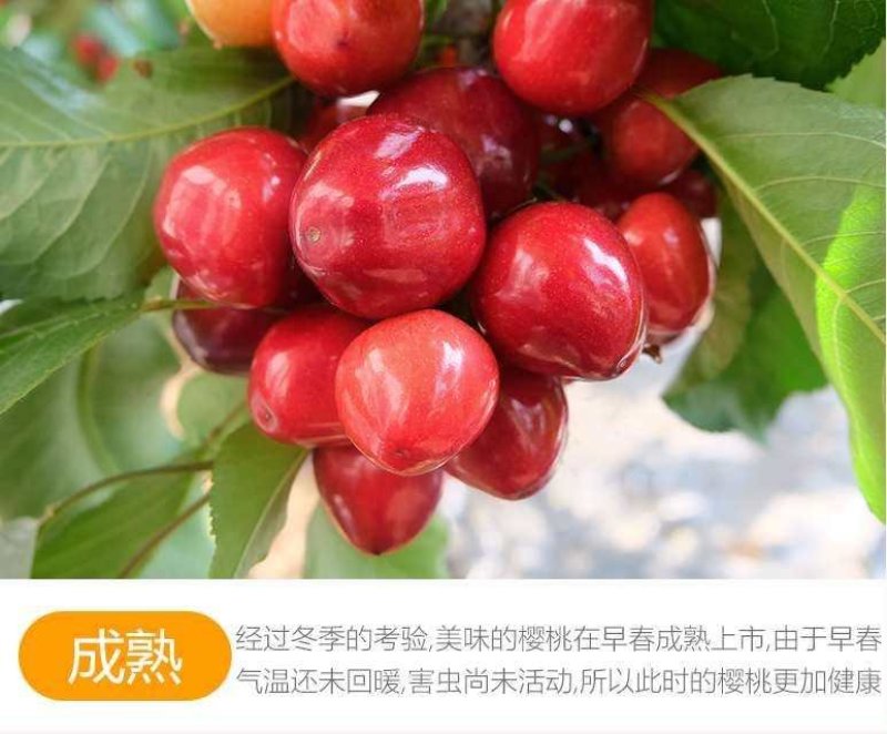 甘肃陇南大樱桃