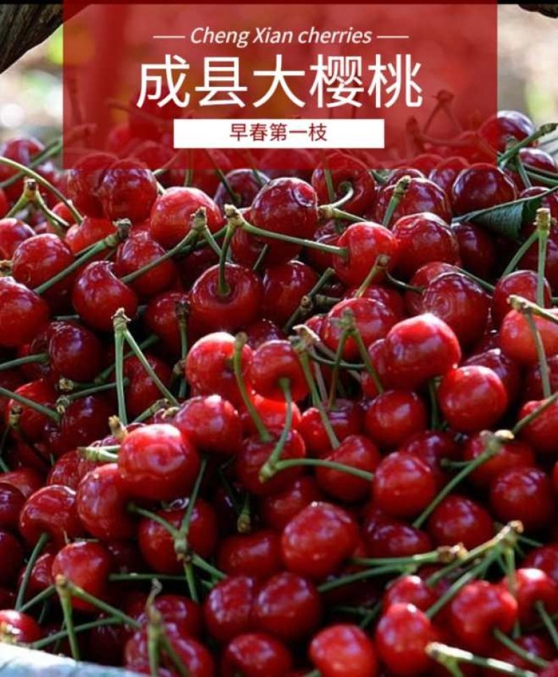 甘肃陇南大樱桃