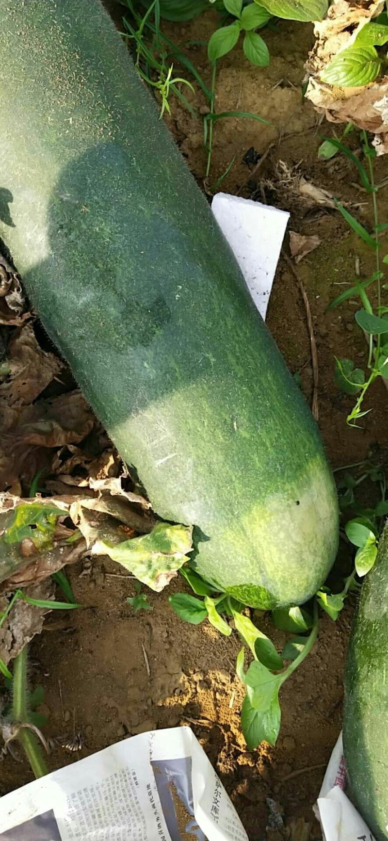 黑皮冬瓜