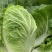 【推荐】优质江苏黄心大白菜大量供应，诚信代办10年