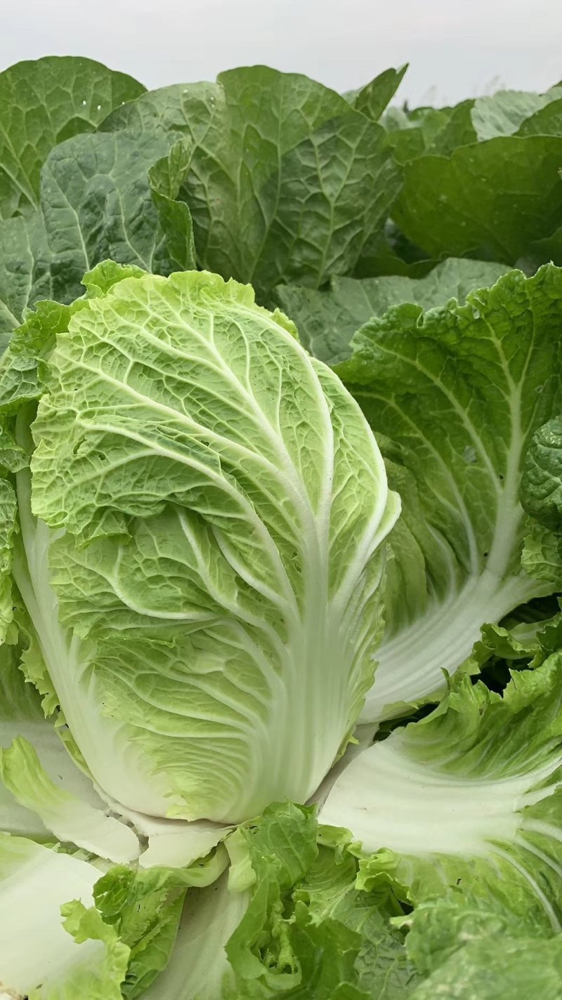 【推荐】优质江苏黄心大白菜大量供应，诚信代办10年