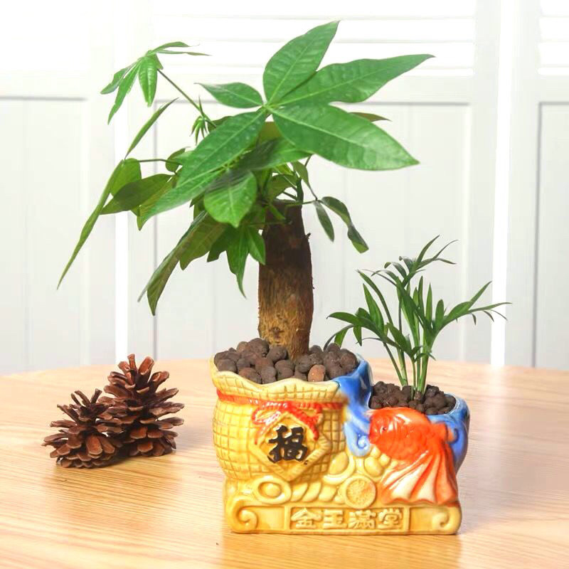发财树盆栽室内客厅桌面绿植小盆景吸甲醛植物