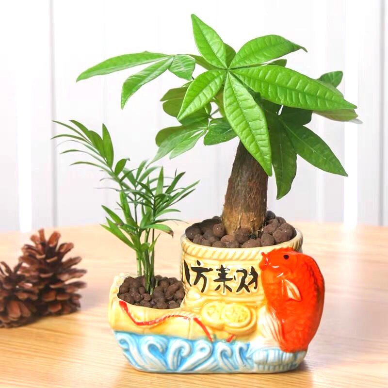 发财树盆栽室内客厅桌面绿植小盆景吸甲醛植物