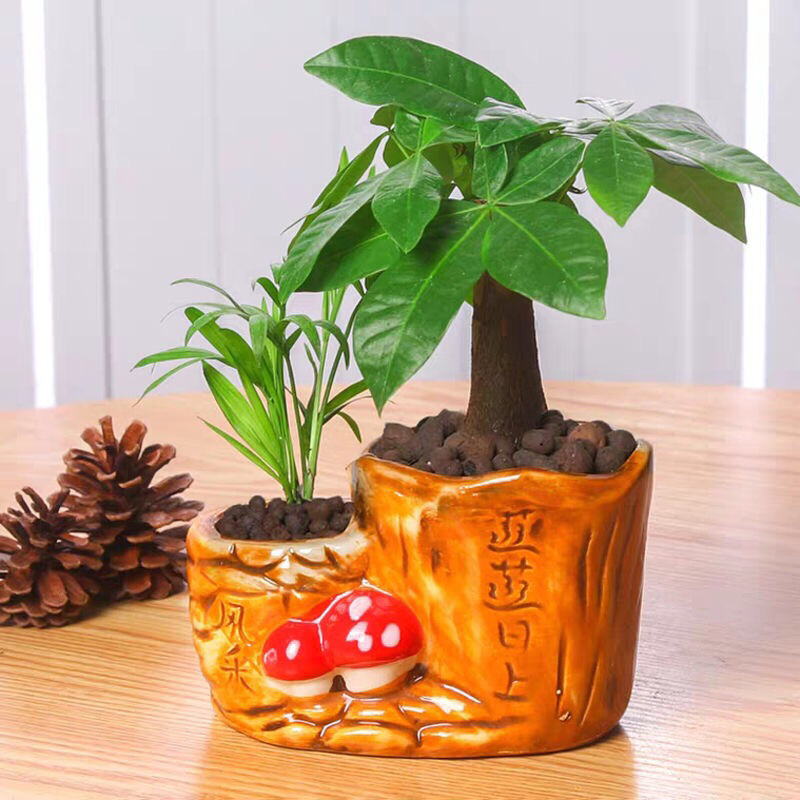 发财树盆栽室内客厅桌面绿植小盆景吸甲醛植物