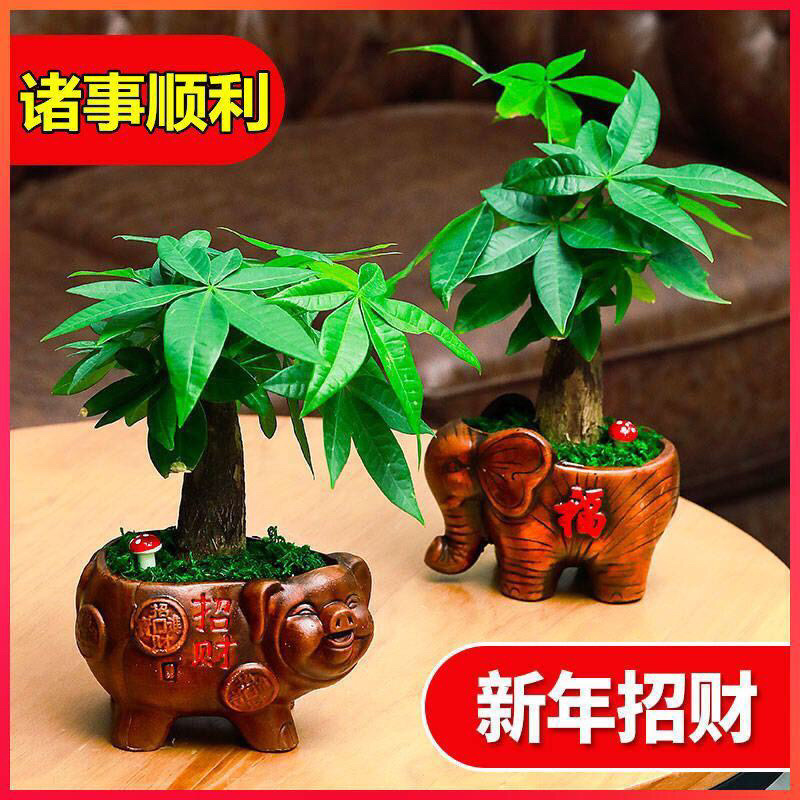 发财树盆栽室内客厅桌面绿植小盆景吸甲醛植物