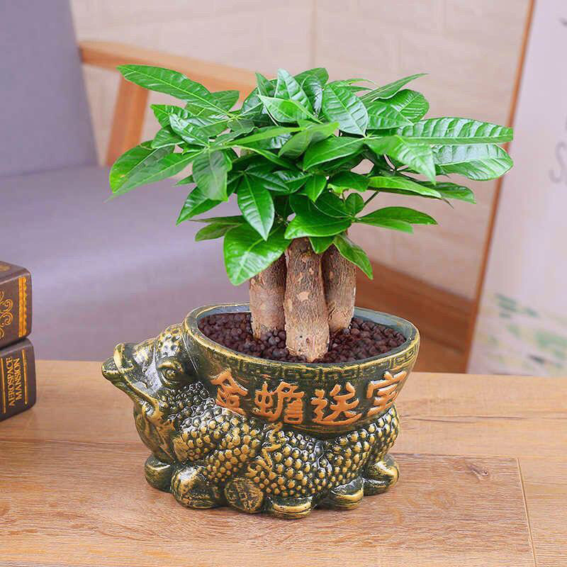 发财树盆栽室内客厅桌面绿植小盆景吸甲醛植物