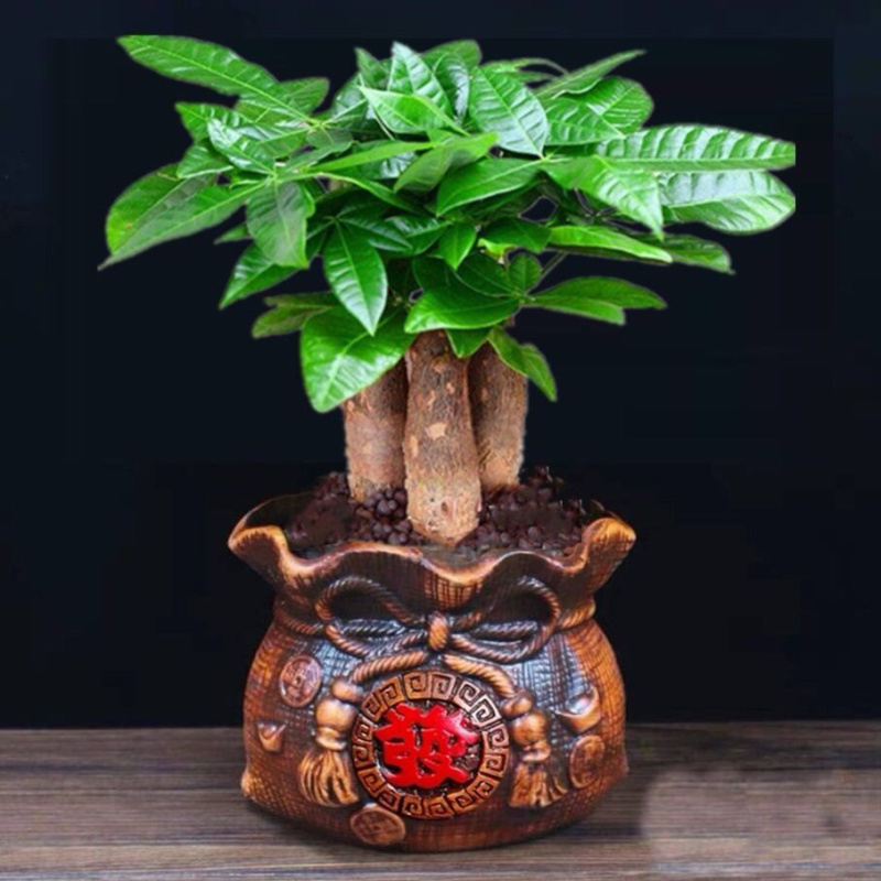 发财树盆栽室内客厅桌面绿植小盆景吸甲醛植物
