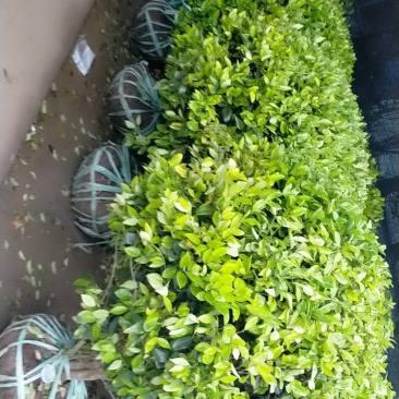 苗木直销，诚信为本，