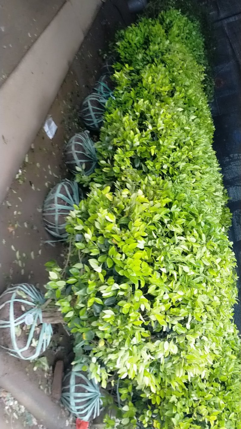 苗木直销，诚信为本，